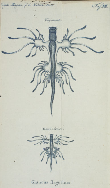 Taf. VIII. Glaucus flagellum.xxx
						